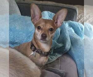Chihuahua Dogs for adoption in Tenafly, NJ, USA