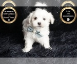 Small #5 Maltese
