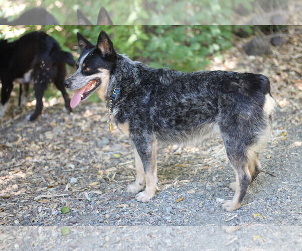 Medium Photo #4 Mutt Puppy For Sale in Paso Robles, CA, USA