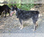 Small #3 Mutt