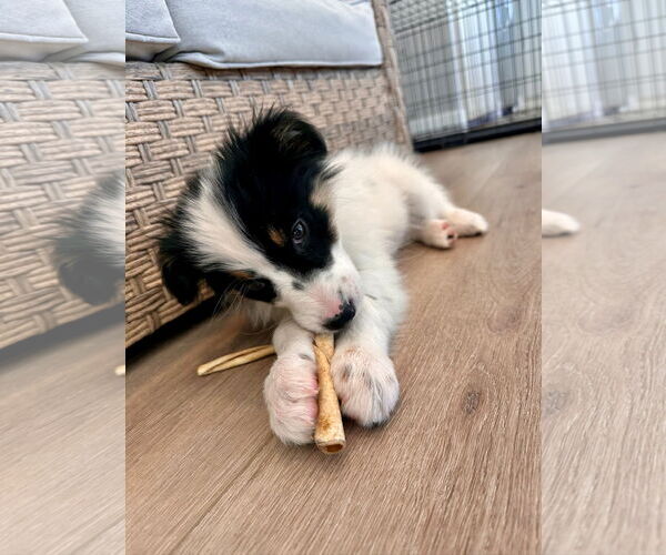 Medium Photo #3 Australian Shepherd-Unknown Mix Puppy For Sale in Newport Beach, CA, USA