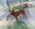 Small #1 Labrador Retriever Mix