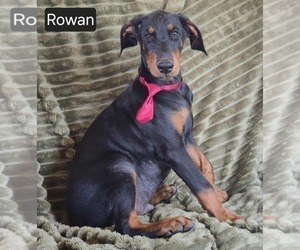 Doberman Pinscher Puppy for sale in POMEROY, OH, USA