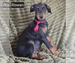 Small Doberman Pinscher
