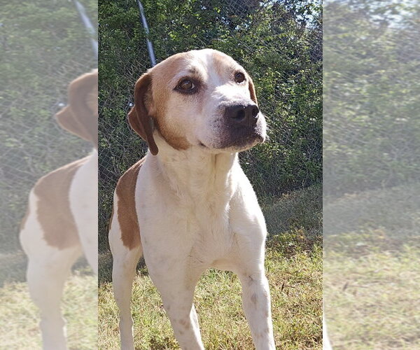 Medium Photo #4 Mutt Puppy For Sale in Glen Allen, VA, USA