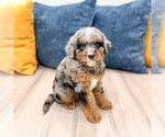 Small #2 Cavapoo (Miniature)