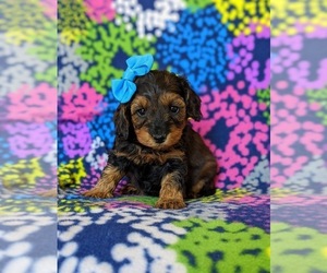 Cock-A-Poo Puppy for sale in KIRKWOOD, PA, USA