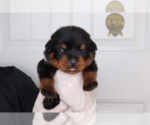 Small Photo #9 Rottweiler Puppy For Sale in FLAGSTAFF, AZ, USA
