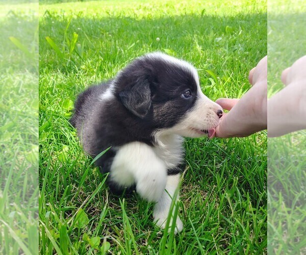 Medium Photo #7 Border Collie Puppy For Sale in NORBORNE, MO, USA