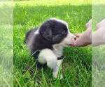 Small #6 Border Collie