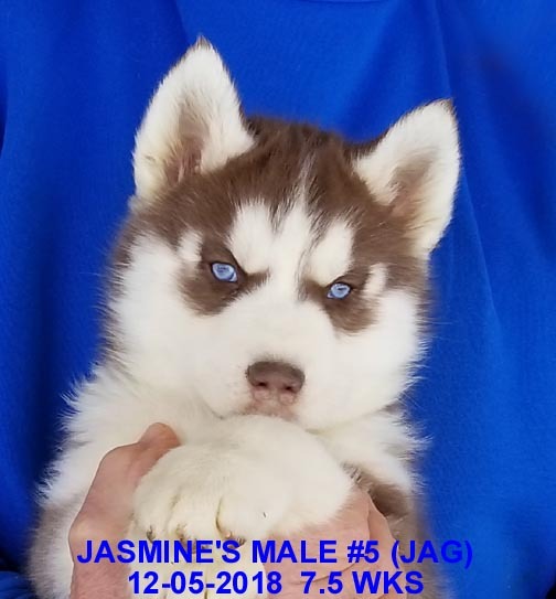 Medium Photo #23 Siberian Husky Puppy For Sale in MANILLA, IA, USA