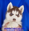 Small Photo #23 Siberian Husky Puppy For Sale in MANILLA, IA, USA