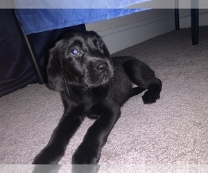 Bernedoodle-Labrador Retriever Mix Puppy for Sale in GREENVILLE, Pennsylvania USA