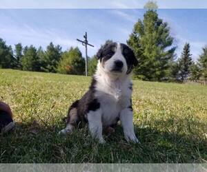 Border-Aussie Puppy for sale in STURGEON LAKE, MN, USA