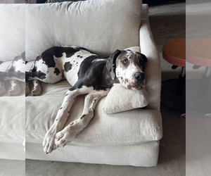 Great Dane Puppy for sale in MONTCLAIR, CA, USA