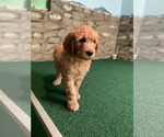 Small #20 Goldendoodle