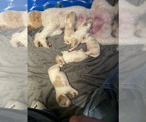 Golden Retriever-Goldendoodle Mix Puppy for sale in COOPER, NY, USA