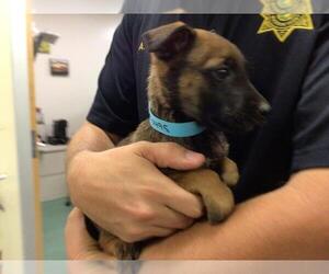 Mutt Dogs for adoption in Sebec, ME, USA
