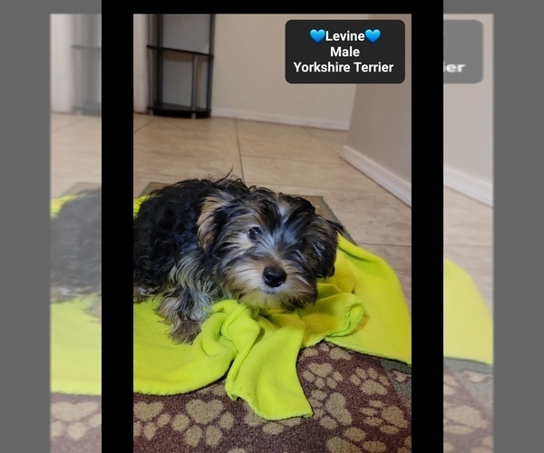 Medium Photo #3 Yorkshire Terrier Puppy For Sale in TUCSON, AZ, USA