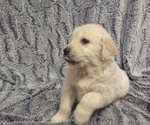 Puppy Mauser English Cream Golden Retriever