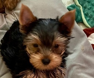 Yorkshire Terrier Puppy for sale in MADEIRA BEACH, FL, USA
