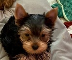 Image preview for Ad Listing. Nickname: Litter of 5