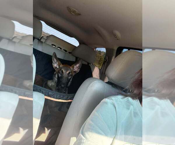 Medium Photo #4 German Shepherd Dog-Unknown Mix Puppy For Sale in Imlay City, MI, USA