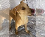 Small #6 American Pit Bull Terrier-Labrador Retriever Mix