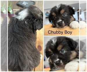 Miniature Australian Shepherd Puppy for sale in KLEIN, TX, USA