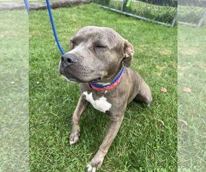American Pit Bull Terrier-Unknown Mix Dogs for adoption in Rockaway, NJ, USA