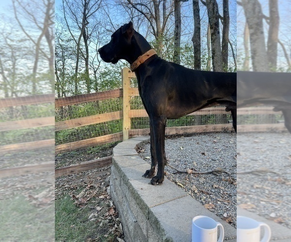Medium Photo #3 Great Dane Puppy For Sale in SPRINGFIELD, OH, USA