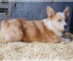 Pembroke Welsh Corgi Puppy for Sale in COVINGTON, Oklahoma USA