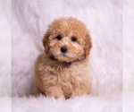 Small Photo #105 Goldendoodle (Miniature) Puppy For Sale in WARSAW, IN, USA