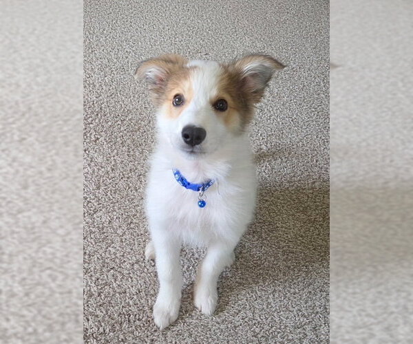 Medium Photo #1 Aussie Pyrenees Puppy For Sale in Genesee, WI, USA