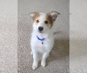 Aussie Pyrenees Dogs for adoption in Genesee, WI, USA