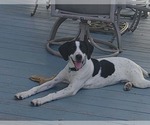 Small #2 Mutt