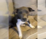 Small American Pit Bull Terrier Mix