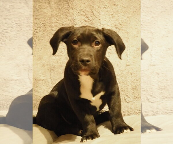 Medium Photo #8 Labrador Retriever-Unknown Mix Puppy For Sale in St. Louis Park, MN, USA