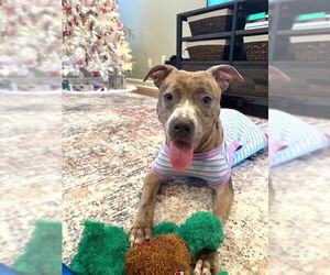 Mutt Dogs for adoption in Rockville, MD, USA