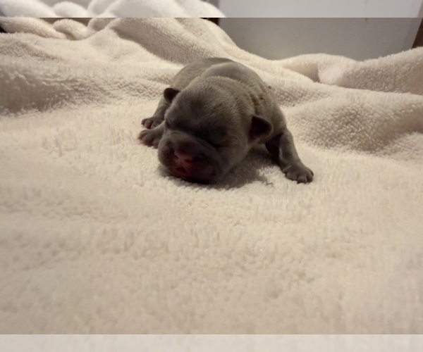 Medium Photo #3 French Bulldog Puppy For Sale in PONSFORD, MN, USA