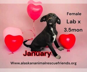 Dachshund-Labrador Retriever Mix Dogs for adoption in Anchorage, AK, USA