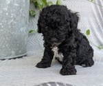 Small #2 Poodle (Toy)