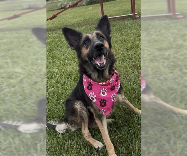 Medium Photo #1 German Shepherd Dog Puppy For Sale in Rosenberg, TX, USA