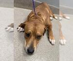 Small American Pit Bull Terrier Mix