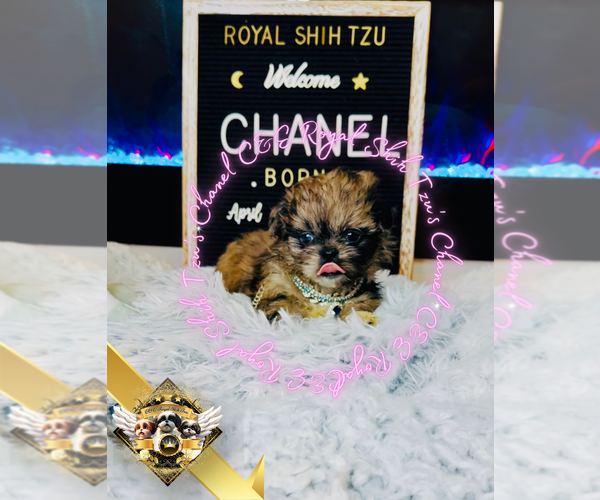 Medium Photo #5 Shih Tzu Puppy For Sale in ATHENS, GA, USA