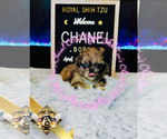 Small #4 Shih Tzu