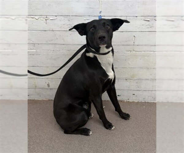 Medium Photo #1 Mutt Puppy For Sale in San Bernardino, CA, USA