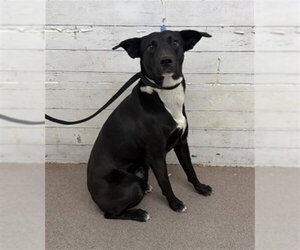 Mutt Dogs for adoption in San Bernardino, CA, USA