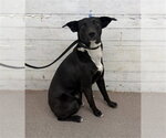 LOKI - Male Mutt Dog for Adoption - Small photo