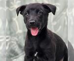 Small #1 Labrador Retriever Mix